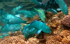 Velidhu - 2013_03_15 - IMG_0812r_Poisson perroquet - Scarus_House reef_pmt